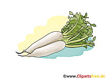 Meerrettich Illustration, Bild, Clipart gratis