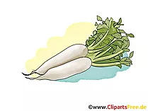 Meerrettich Illustration, Bild, Clipart gratis