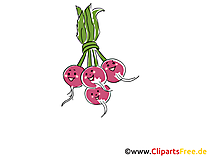 Radieschen Clip Art, Illustration, Bild, Cartoon