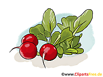 Radischen Illustration, Bild, Grafik, Clipart