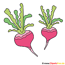 Rettich Bild - Clipart