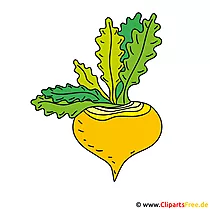 Rübe Bild - Clipart