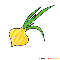 Zwiebel Bild - Clipart