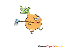 Zwiebel Clip Art, Illustration, Bild, Cartoon