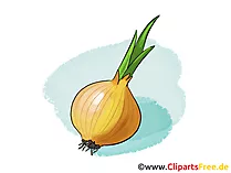 Zwiebel Illustration, Bild, Clipart