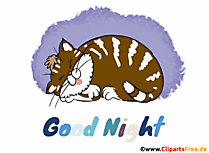 Kater schläft - Animierte Gute Nacht Bilder