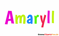 Amaryll Babyvorname als Bild