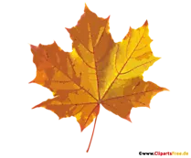 Ahornblatt im Herbst Bild, Grafik, Clip Art