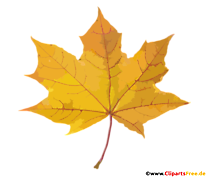 PNG Clipart Ahornblatt mit transparentem Hintergrund