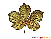 Blatt Kastanie Zeichnung in Farbe - Cliparts für Schule