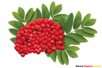 Eberesche rot Bild, PNG, Clipart