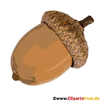 Eichel PNG Clipart