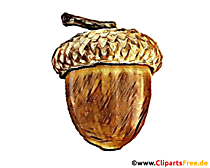 Eichel Zeichnung in Farbe - Cliparts für Schule