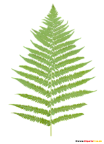 Farnkraut Clipart - Botanische Cliparts, Bilder