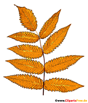 Gelbe Eberescheblätter - Herbst Illustrationen kostenlos