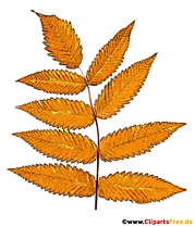 Gelbe Eberescheblätter - Herbst Illustrationen kostenlos