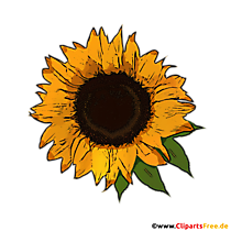 Gelbe Sonnenblume mit grünen Blättern Bild PNG