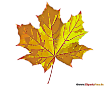 Gelber Ahornblatt Clip Art