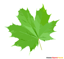 Grünes Ahornblatt PNG Clipart