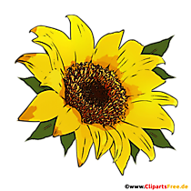 Illustration Sonnenblume im PNG-Format transparent
