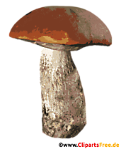 Steinpilz PNG-Clipart transparent - Herbstbilder kostenlos