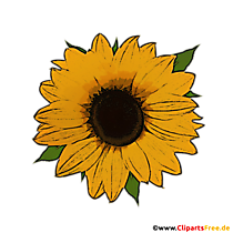 Transparentes Clipart Sonnenblume im Herbst