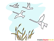Vogelzug Bild, Clipart, Illustration