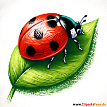 Clip Art Marienkäfer