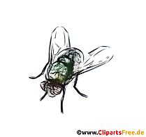 Fliege Bild gratis - Cliparts für Unterricht für Lehrer und Schüler