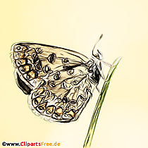 Dickkopfalter Butterfly v žltých kockách obrázok, kresba, klipart