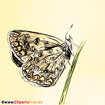 Gelbwürfeliger Dickkopffalter Schmetterling Bild, Zeichnung, Cllipart