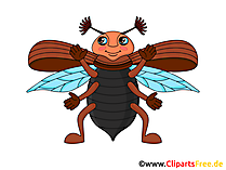 Käfer Bild, Clip Art, Illustration, Grafik gratis