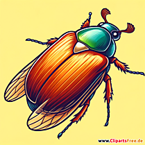 Maikäfer Clipart
