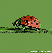 Marienkäfer krabbelt auf Halm Clipart, Illustration, Bild