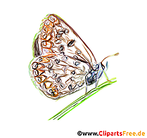 Schmetterling Pastellzeichnung - Bilder für Arbeitsblätter