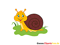 Schnecke Bild, Clip Art, Illustration, Grafik gratis