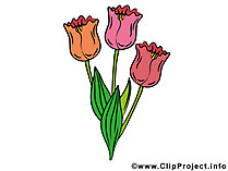 Cipart Tulpen