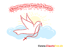 Weiße Taube Clipart, Bild, Illustration - Glückwünsche zur Kommunion auf Polnisch