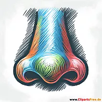 Clip Art Nase
