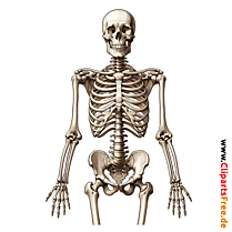 Viso dydžio žmogaus skeleto iliustracija