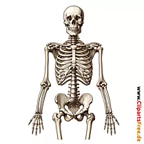 Klipart i skeletit njerëzor me madhësi të plotë