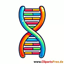 DNA Clipart PNG mit weißem Hintergrund