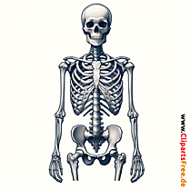 Imagen del esqueleto humano sobre el tema de la medicina.