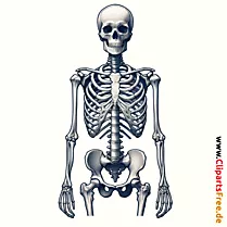 Slika ljudskog kostura na temu medicine