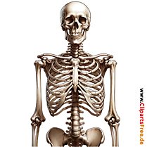 Emberi csontváz illusztráció