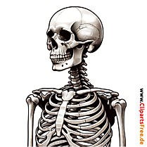 Skelett Zeichnung, Grafik, Skizze