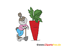Kaninchen baut Möhren im Garten an - Clipart, Bild, Illustration