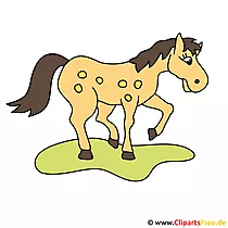 Fohlen Clipart free