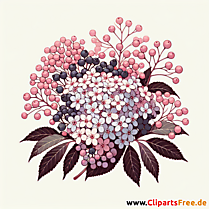 Holunder Clipart - Bilder zum Thema Bäume