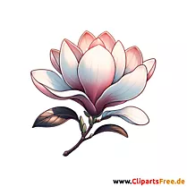 Magnolie Clipart - Bilder zum Thema Bäume